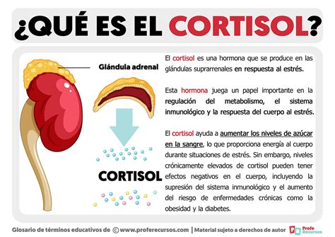 cortisol funcion